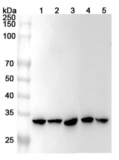 Anti-Human COPE Polyclonal Antibody binds to Recombinant Human COPE Protein, N-His in WB Assay