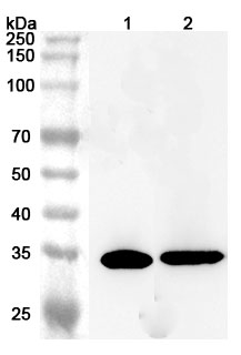 Anti-Human COQ9 Polyclonal Antibody binds to Recombinant Human COQ9 Protein, N-His in WB Assay