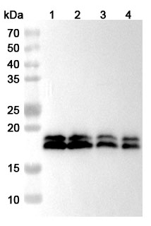 Anti-Human CPLX1 Polyclonal Antibody binds to Recombinant Human CPLX1 Protein, N-His in WB Assay