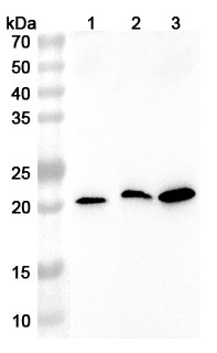 Anti-Human CREBL2 Polyclonal Antibody binds to Recombinant Human CREBL2 Protein, N-His in WB Assay