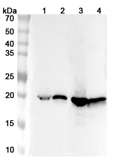 Anti-Human CRYAB Polyclonal Antibody binds to Recombinant Human CRYAB, N-His in WB Assay