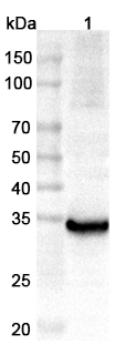 Anti-Human CRYL1 Polyclonal Antibody binds to Recombinant Human CRYL1, N-His in WB Assay