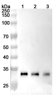 Anti-Human CTSB Monoclonal Antibody (2A2) binds to Human CTSB Recombinant Protein, C-His in WB Assay