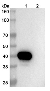 Anti-Human CTSL Antibody (3D8) binds to Human CTSL recombinant protein in WB Assay