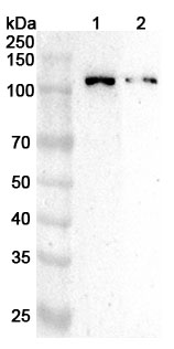 Anti-Human CUL1 Polyclonal Antibody binds to Recombinant Human CUL1 Protein, N-His in WB Assay