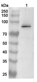 Anti-Human CUL4A Polyclonal Antibody binds to Human CUL4A Recombinant Protein, N-His in WB Assay