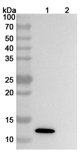 Anti-Human CXCL13/BCA-1/BLC Antibody (SAA0468) binds to CXCL13 / BCA-1 / BLC, N-His, recombinant protein in WB Assay