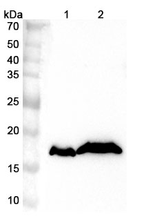 Anti-Human CYB5B Polyclonal Antibody binds to Recombinant Human CYB5B Protein, N-GST & C-His in WB Assay