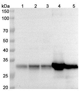 Anti-Human CYC1 Polyclonal Antibody binds to Recombinant Human CYC1 Protein, N-His in WB Assay