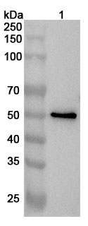 Anti-Human D2HGDH Polyclonal Antibody binds to Recombinant Human D2HGDH Protein, N-His in WB Assay