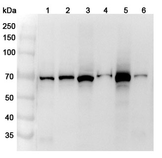 Anti-Human DARS2 Polyclonal Antibody binds to Recombinant Human DARS2 Protein, N-His in WB Assay