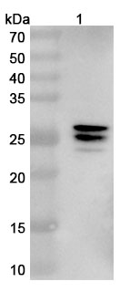 Anti-Human DCX VHH (SAA1021) binds to Recombinant Human DCX Protein, N-His-SUMO & C-Strep in WB Assay