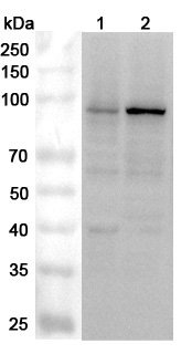 Anti-Human DDX21 Polyclonal Antibody binds to Recombinant Human DDX21 Protein, N-His in WB Assay