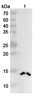 Anti-Human Di-acetylated histone H4/H4K5acK8ac Antibody (2A7D9) binds to Human H4C1 Recombinant Protein, N-GST&C-His in WB Assay