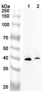 Anti-Human DMC1 Polyclonal Antibody binds to Recombinant Human DMC1 Protein, N-His in WB Assay
