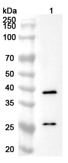 Anti-Human DNAJB6 Polyclonal Antibody binds to Recombinant Human DNAJB6 Protein, N-His in WB Assay
