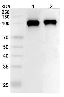 Anti-Human DNM2 Polyclonal Antibody binds to Recombinant Human DNM2 Protein, N-His in WB Assay