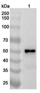 Anti-Human DOK2 Polyclonal Antibody binds to Recombinant Human DOK2 Protein, N-His in WB Assay