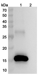 Anti-Human DRD1/AGIA Antibody (SAA0783) binds to Recombinant Human DRD1, N-His in WB Assay