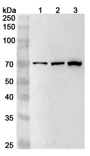 Anti-Human DVL1 Polyclonal Antibody binds to Recombinant Human DVL1 Protein, N-His-SUMO in WB Assay