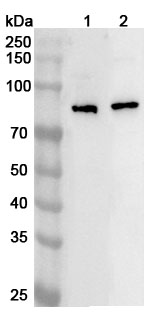 Anti-Human ECD Polyclonal Antibody binds to Recombinant Human ECD Protein, N-His in WB Assay