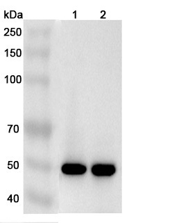 Anti-Human EGLN1 Polyclonal Antibody binds to Recombinant Human EGLN1 Protein, N-His in WB Assay