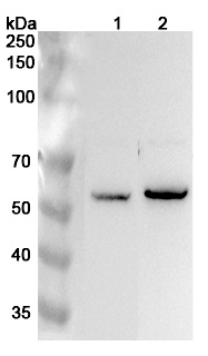 Anti-Human EHD1 Polyclonal Antibody binds to Recombinant Human EHD1 Protein, N-His in WB Assay