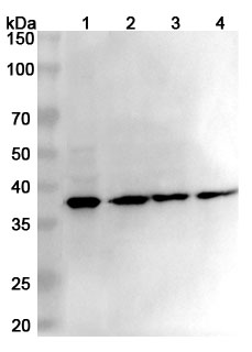 Anti-Human EIF2S1 Polyclonal Antibody binds to Recombinant Human EIF2S1, N-His in WB Assay