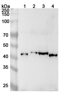 Anti-Human EIF3F Polyclonal Antibody binds to Recombinant Human EIF3F Protein, N-His in WB Assay