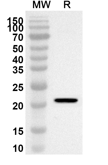Anti-Human EIF3H Polyclonal Antibody binds to Recombinant Human EIF3H Protein, N-His in WB Assay