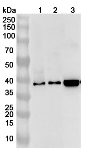 Anti-Human EIF4A1 Polyclonal Antibody binds to Recombinant Human EIF4A1 Protein, N-His in WB Assay