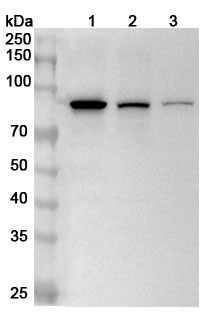 Anti-Human EIF4B Polyclonal Antibody binds to Human EIF4B Recombinant Protein, N-GST&C-His in WB Assay