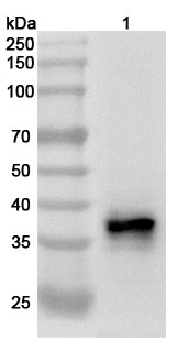 Anti-Human ELAVL3 Polyclonal Antibody binds to Recombinant Human ELAVL3 Protein, N-His in WB Assay