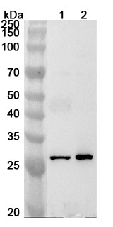 Anti-Human ENDOG Polyclonal Antibody binds to Recombinant Human ENDOG Protein, N-His in WB Assay