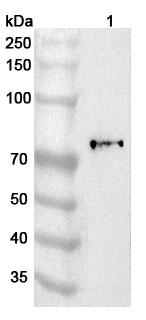 Anti-Human F13B Polyclonal Antibody binds to Recombinant Human F13B Protein, N-His in WB Assay
