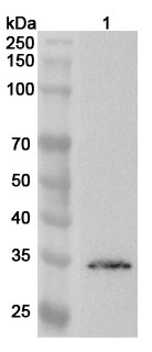 Anti-Human FBXO45 Polyclonal Antibody binds to Recombinant Human FBXO45 Protein, N-His in WB Assay