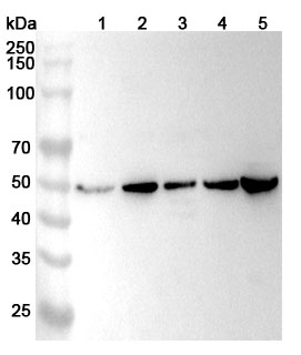 Anti-Human FECH Polyclonal Antibody binds to Recombinant Human FECH Protein, N-His in WB Assay