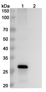 Anti-Human FGF19 Antibody (SAA1435) binds to Recombinant Human FGF19, N-His in WB Assay