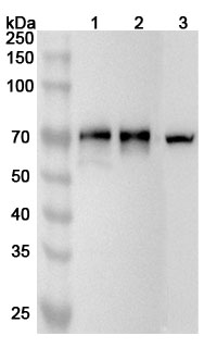 Anti-Human FKBP9 Polyclonal Antibody binds to Recombinant Human FKBP9 Protein, N-His in WB Assay