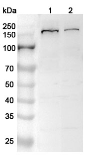 Anti-Human FLII Polyclonal Antibody binds to Recombinant Human FLII Protein, N-His in WB Assay