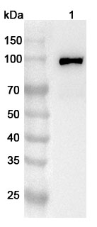 Anti-Human FSD2 Polyclonal Antibody binds to Recombinant Human FSD2 Protein, N-His in WB Assay