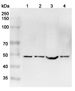 Anti-Human FZR1 Polyclonal Antibody binds to Human FZR1 Recombinant Protein, N-His in WB Assay