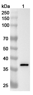 Anti-Human GALE Polyclonal Antibody binds to Recombinant Human GALE Protein, N-His in WB Assay