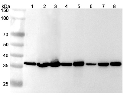 Anti-Human GAPDH Polyclonal Antibody in WB Assay