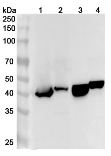 Anti-Human GATM Polyclonal Antibody binds to Recombinant Human GATM Protein, N-His in WB Assay