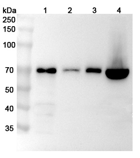 Anti-Human GBP1 Polyclonal Antibody binds to Recombinant Human GBP1 Protein, N-His in WB Assay