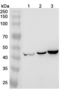 Anti-Human GFAP Monoclonal Antibody, SAA0568 in WB Assay