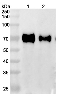 Anti-Human GFRAL (NGM120) binds to Mouse GFRAL Recombinant Protein, N-GST & C-His in WB Assay