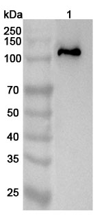 Anti-Human GLDC Polyclonal Antibody binds to Recombinant Human GLDC Protein, N-His in WB Assay