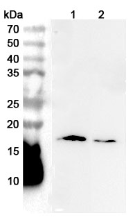 Anti-Human GMFB Polyclonal Antibody binds to Recombinant Human GMFB Protein, N-His in WB Assay